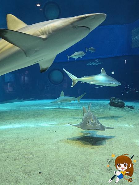 沖繩 Day 2不自駕也能一路玩北部!美麗海水族館、古宇利