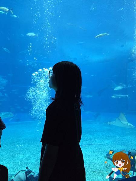 沖繩 Day 2不自駕也能一路玩北部!美麗海水族館、古宇利