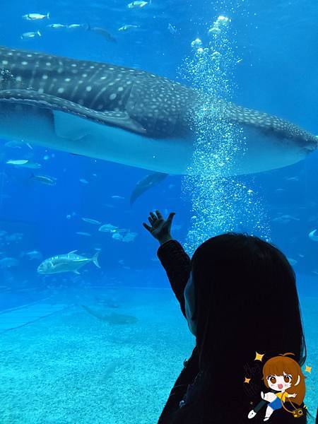 沖繩 Day 2不自駕也能一路玩北部!美麗海水族館、古宇利 沖繩 Day 2不自駕也能一路玩北部!美麗海水族館、古宇利