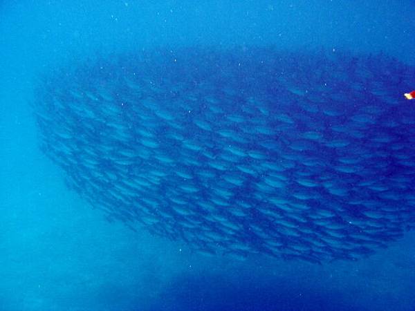 1213 無人島水域的團結魚群