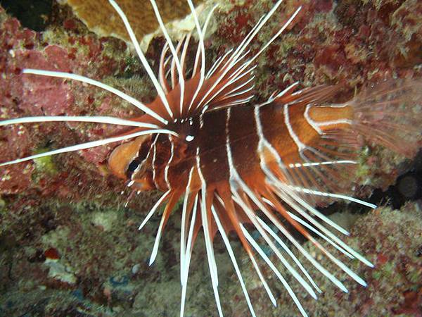 1214 大斷層獅子魚 - photo by 阿勇導遊