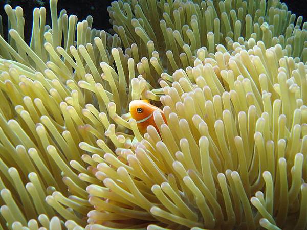 1214 大斷層海葵小丑魚 - photo by 阿勇導遊