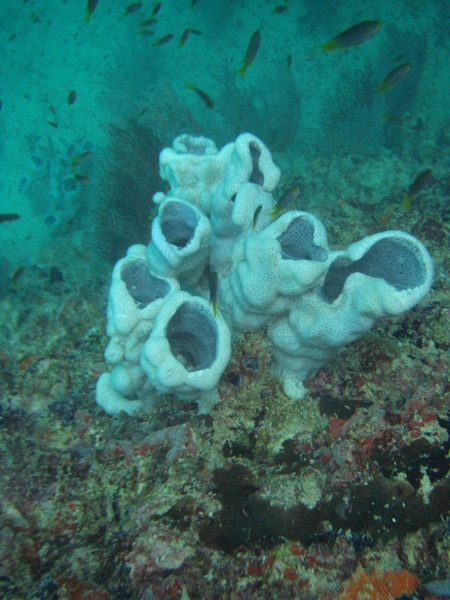 1215 軟珊瑚區煙囪珊瑚