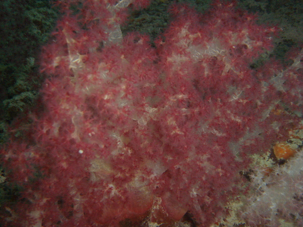 1215 軟珊瑚區的軟珊瑚 - photo by 阿勇導遊