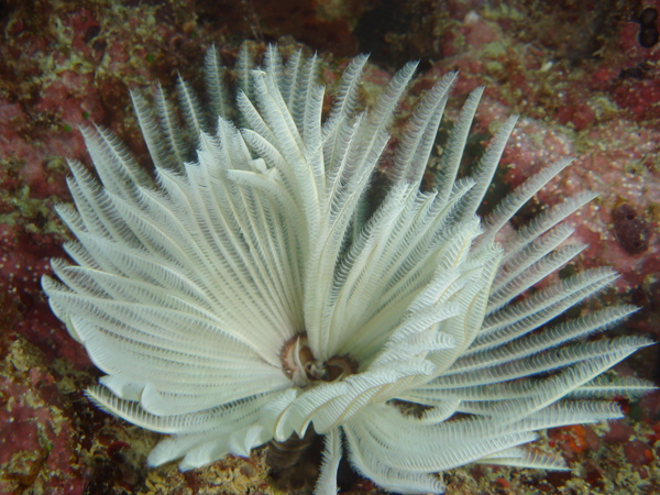 1215 軟珊瑚區的海葵軟珊瑚