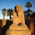 Luxor Temple - Sphinx