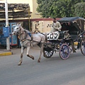 Carriage ride at Edfu
