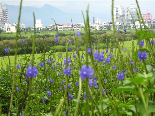 宜蘭河畔的小花草