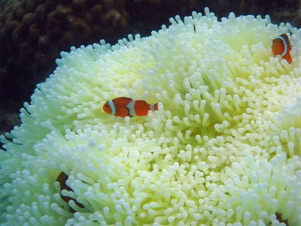 Clown Anemonefish