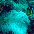 Anemonefish