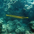 Trumpetfish