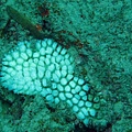 coral?