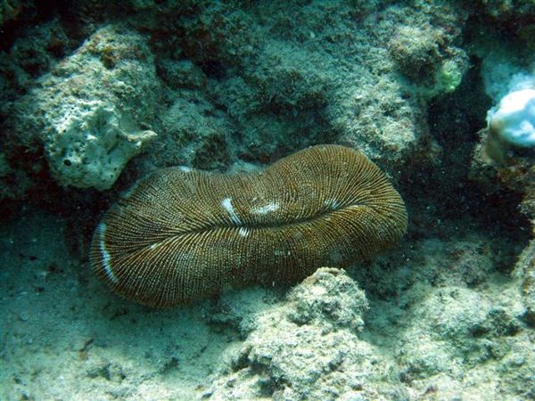 Slipper coral