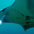 魟 (Manta Ray)