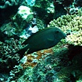 Rabbitfish?