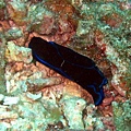 Sea Slug