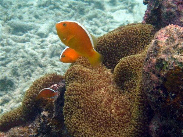 Anemonefish