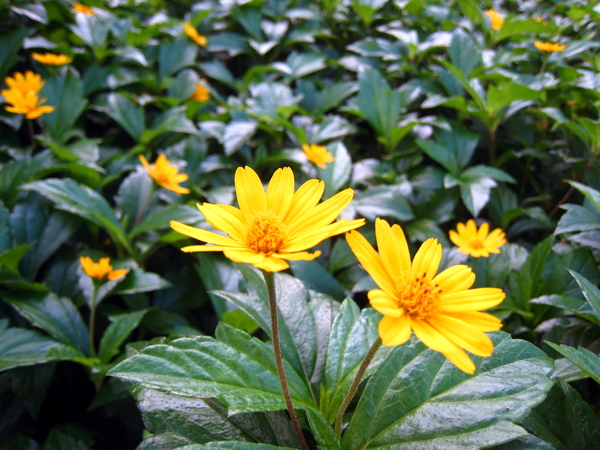 小公園的閃亮小菊2