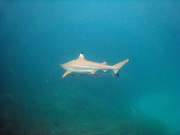 鯊魚城