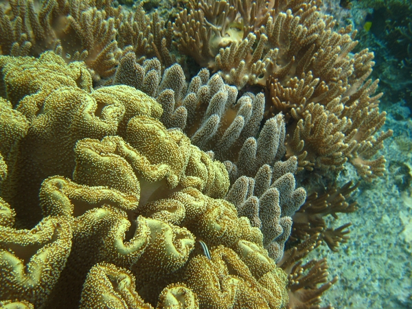 4號珊瑚區