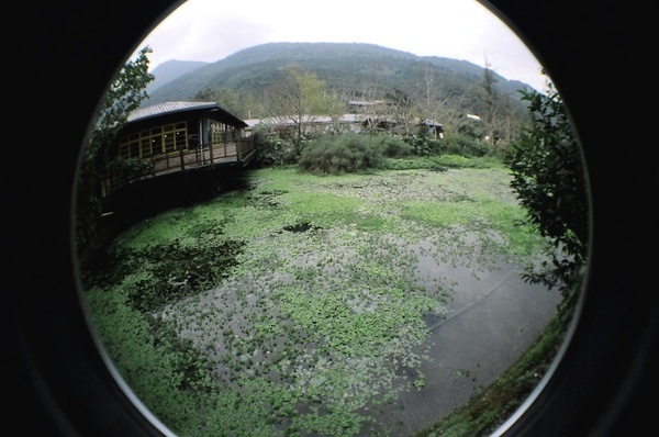 馬太鞍溼地