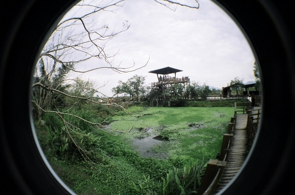 馬太鞍溼地