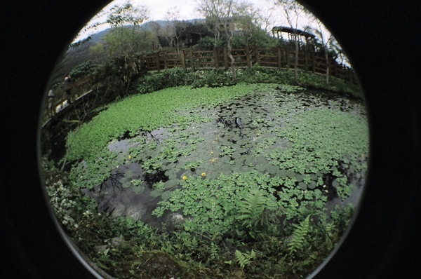 馬太鞍溼地