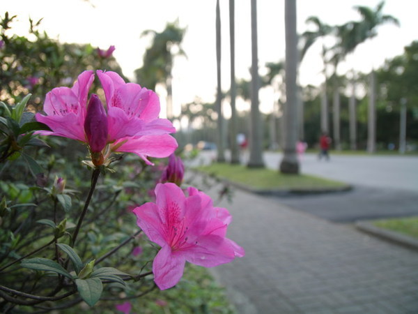 台大校園