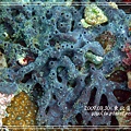 p_IMG_8648.jpg