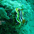 p_IMG_9415_16x9.jpg 海蛞蝓(Nudibranch)