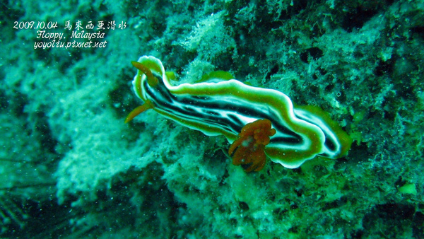 p_IMG_9437_16x9.jpg 海蛞蝓(Nudibranch)