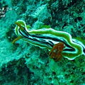 p_IMG_9437_16x9.jpg 海蛞蝓(Nudibranch)