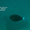 p_IMG_9513.jpg