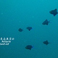 p_IMG_9523.jpg