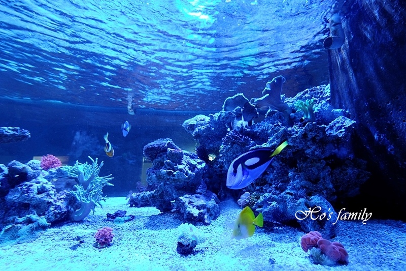 宜蘭礁溪景點 金車生物科技水產養殖研發中心 室內親子景點 透明玻璃觀魚台看鯊魚魟魚悠游腳底 大型水族館賞海洋生物 餵鯊魚 水草瓶diy 兒童遊戲區