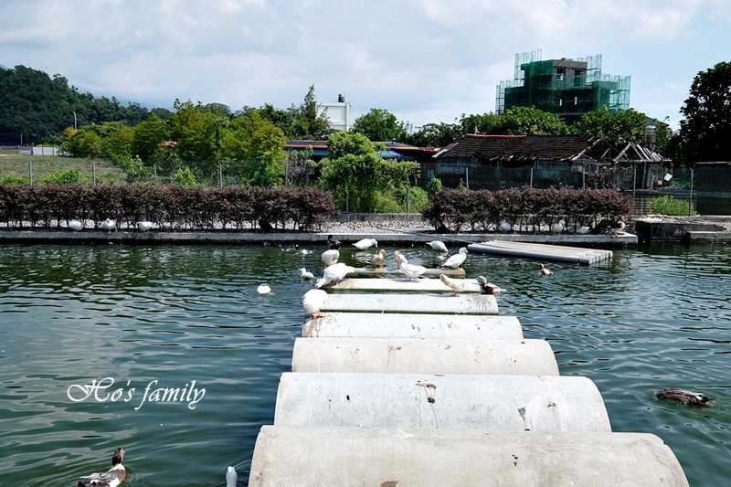 甲鳥園39.JPG