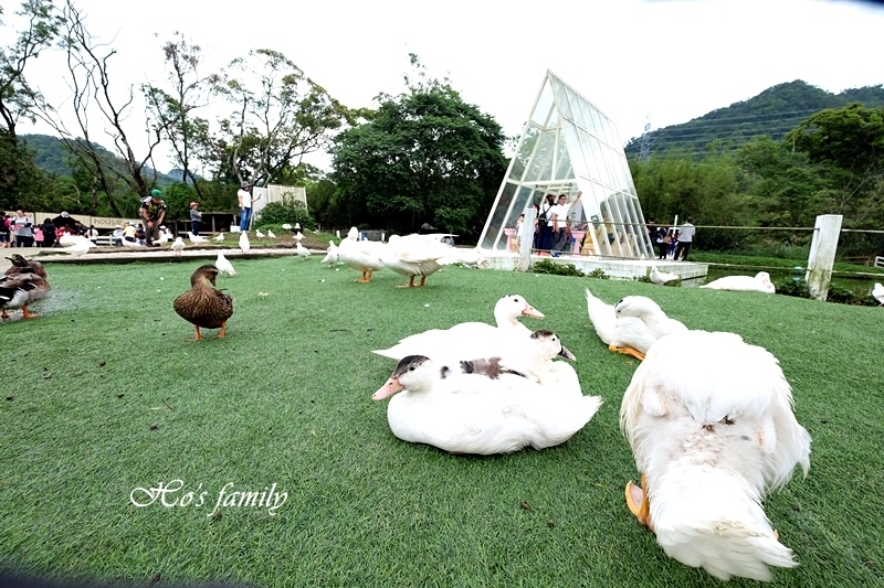 【桃園親子農場】富田香草休閒農場(富田花園農場)13.JPG