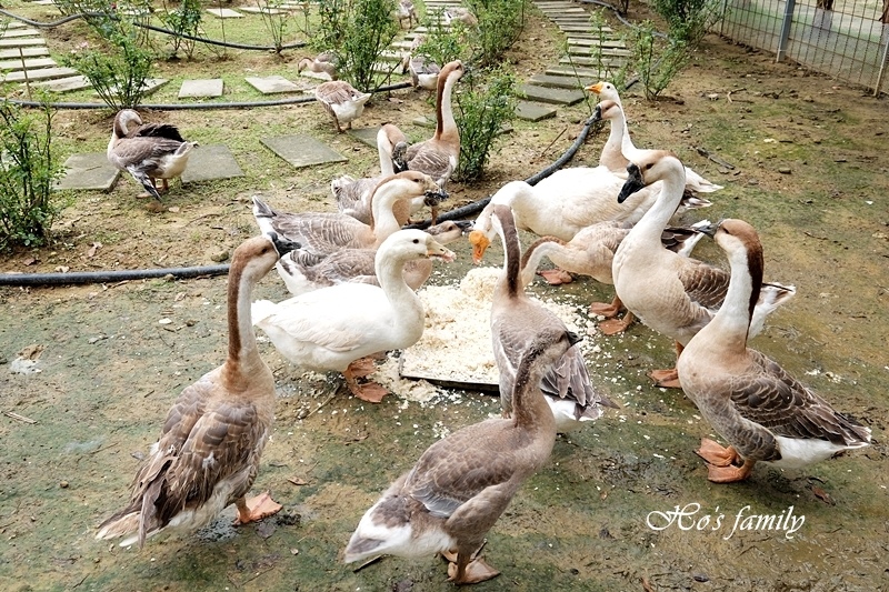 【桃園親子農場】富田香草休閒農場(富田花園農場)38.JPG