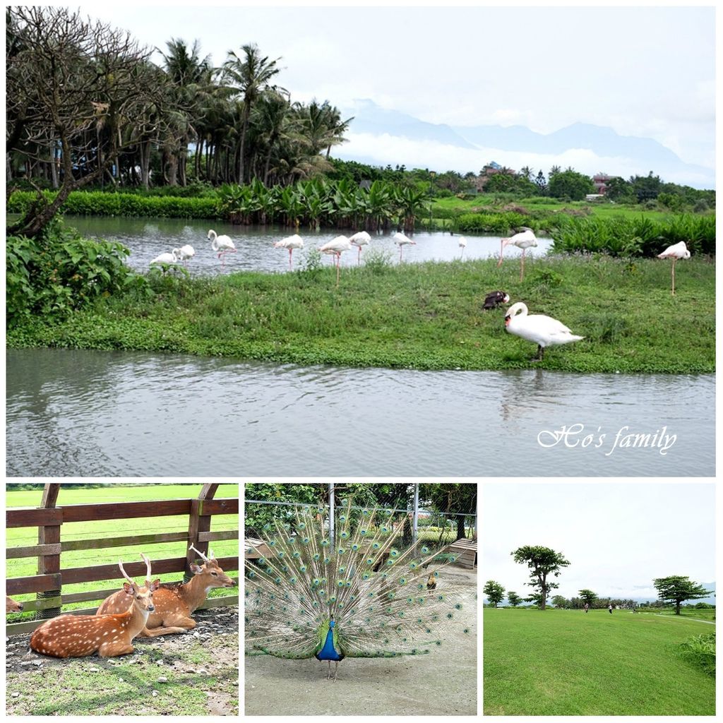 【花蓮景點一日遊】洄瀾灣開心農場（台開心農場）.jpg