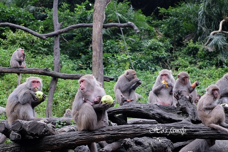 【台中親子景點】郭叔叔獼猴園28.JPG