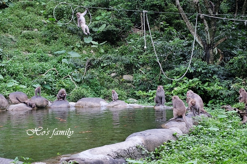 【台中親子景點】郭叔叔獼猴園30.JPG