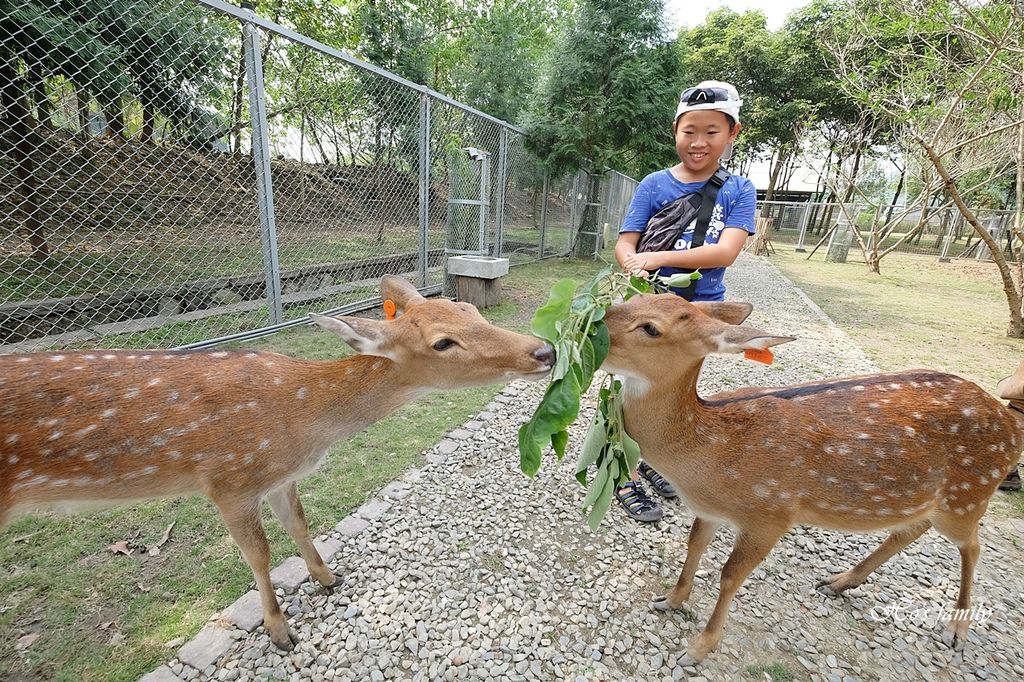 【嘉義阿里山親子景點】逐鹿部落13.JPG