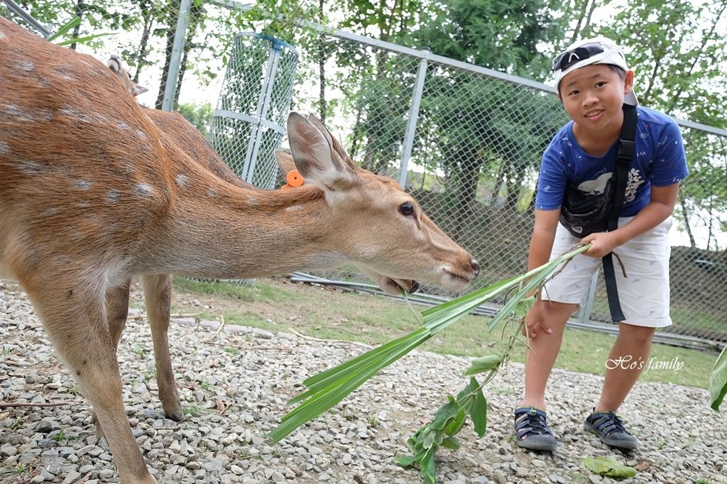 嘉義阿里山景點 逐鹿部落 嘉義親子景點推薦 近距離親近餵食梅花鹿 射箭 看原民表演 1 1 3 玩學樂生活 痞客邦 嘉義阿里山景點 逐鹿部落 嘉義親子景點推薦 近距離親近餵食梅花鹿 射箭 看原民表演 1 1 3 玩學樂生活 痞客邦
