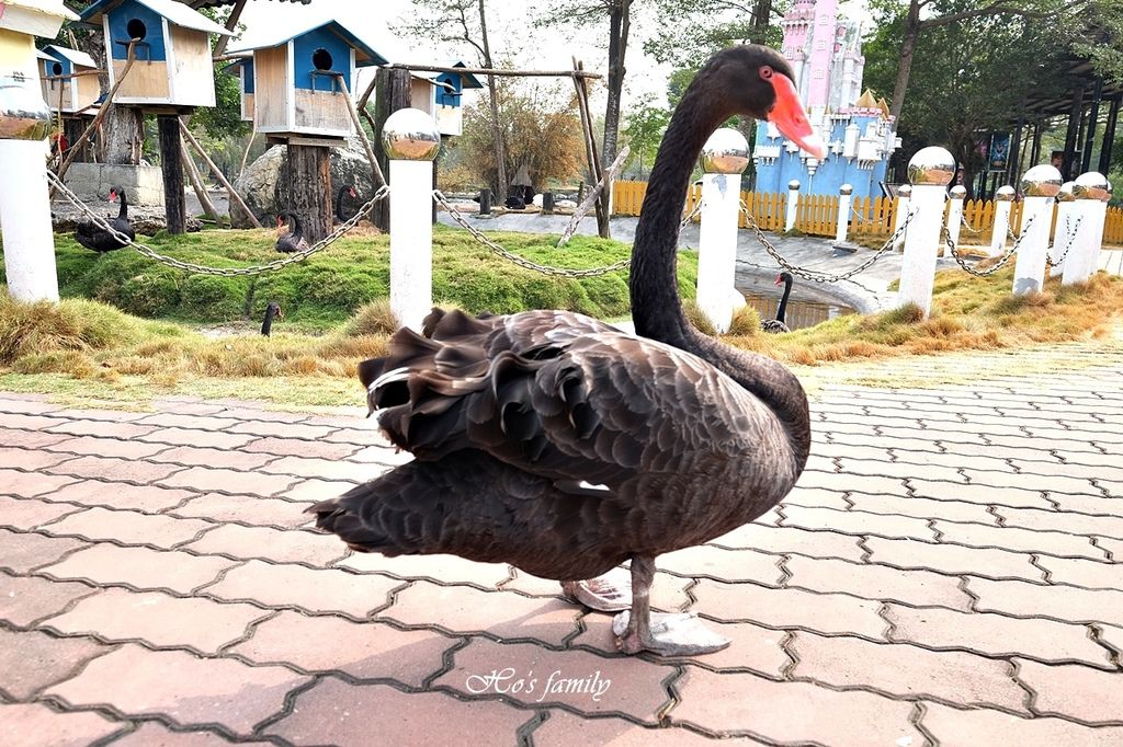 【台南親子景點】頑皮世界野生動物園5.JPG