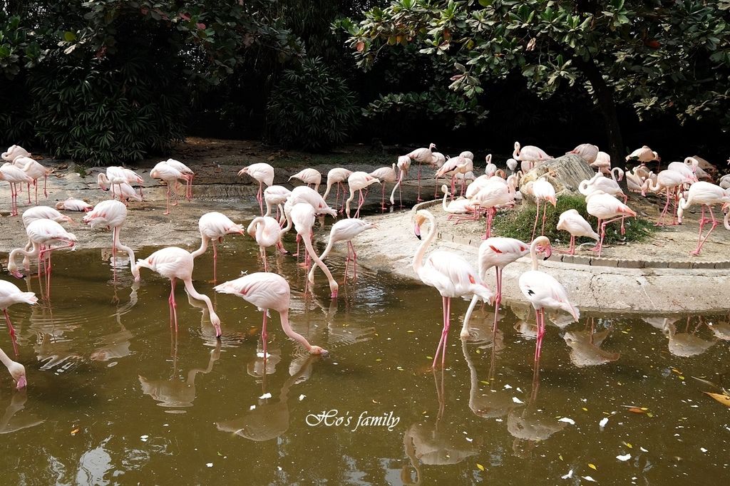 【台南親子景點】頑皮世界野生動物園6.JPG