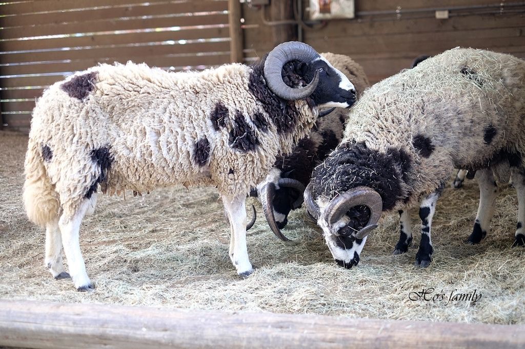 【台南親子景點】頑皮世界野生動物園16.JPG