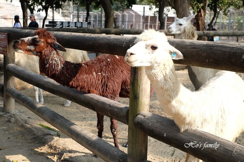 【台南親子景點】頑皮世界野生動物園21.JPG