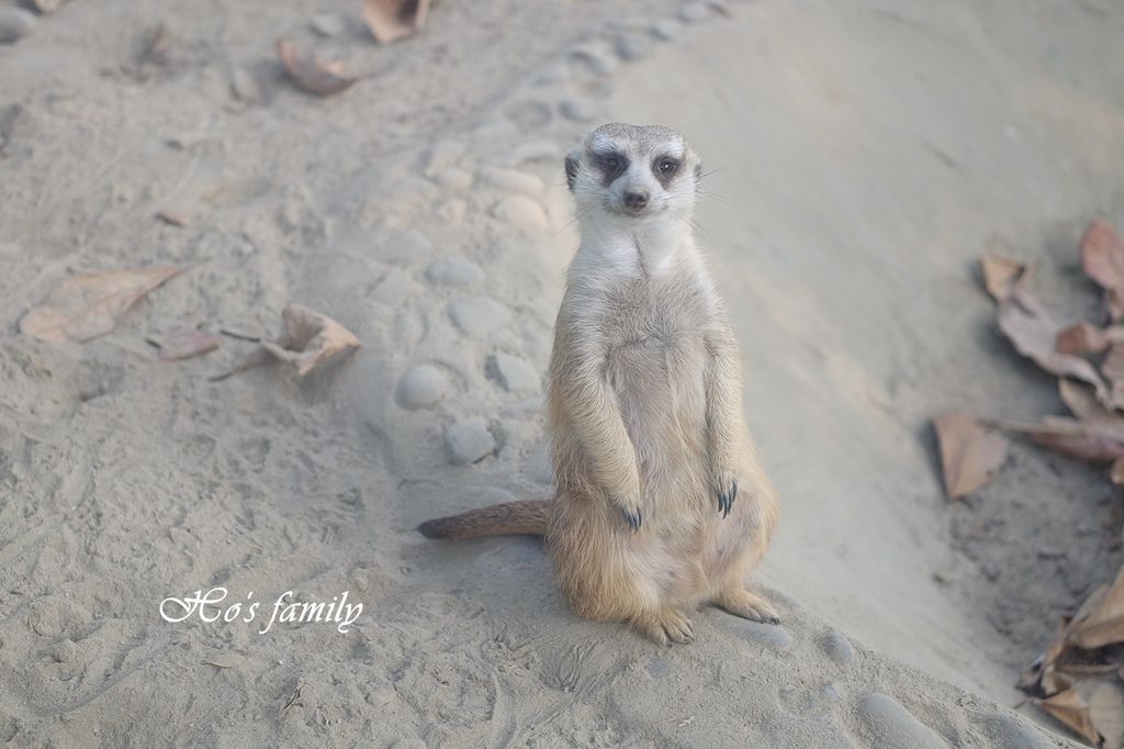 【台南親子景點】頑皮世界野生動物園38.JPG