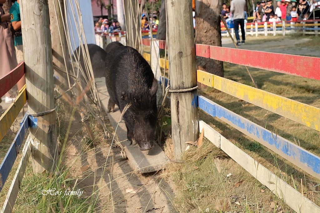 【台南親子景點】頑皮世界野生動物園59.JPG