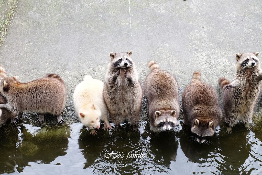 兆豐農場,花蓮親子景點,餵食小動物,溜索遊戲場,滑水道游泳池,乳牛區,侏儸紀公園,花蓮,親子景點,浣熊,樹懶,動物園,新光兆豐休閒農場,車站,小火車